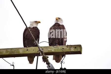 Aquila calva British Columbia ritrovo Ladner Richmond Foto Stock