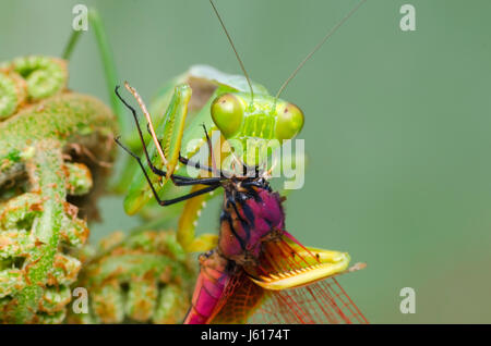 Mantide religiosa alimentazione su dragonfly. Hierodula.sp di habitat in Malesia Foto Stock