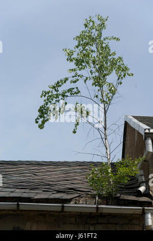 Albero di betulla sul tetto di gronda costruzione di casa in difficoltà ad albero di betulla grondaia fatiscente Foto Stock