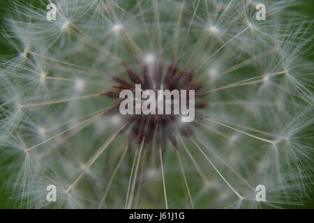 In prossimità del centro del bianco Puffball di dente di leone Foto Stock