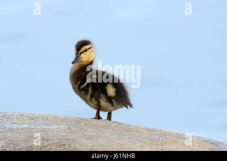 Un po' di Mallard duck anatroccolo in piedi su una roccia Foto Stock