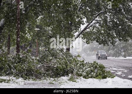 Fort Collins, Colorado, Stati Uniti d'America. 18 Maggio, 2017. Albero abbattuto arti giacciono sul campus della Colorado State University di Fort Collins, Colorado. Una tarda primavera tempesta di neve spazzato attraverso la zona e oggetto di dumping di diversi centimetri di neve. Credito: Eliott Foust/ZUMA filo/Alamy Live News Foto Stock