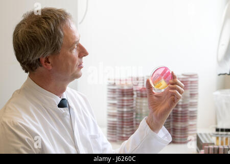 Regensburg, Germania. Decimo Apr, 2017. Wulf Schneider, professore di igiene ospedaliera, tiene nelle sue mani una piastra petri con gli stafilococchi presso la clinica universitaria di Regensburg, Germania, 10 aprile 2017. Schneider è la Baviera il primo professore di igiene ospedaliera. Presso la clinica dell'Università di Regensburg egli fornisce una formazione avanzata per i medici e il personale medico, consigli cliniche in Baviera orientale e ricerche organismi multiresistenti. Foto: Armin Weigel/dpa/Alamy Live News Foto Stock