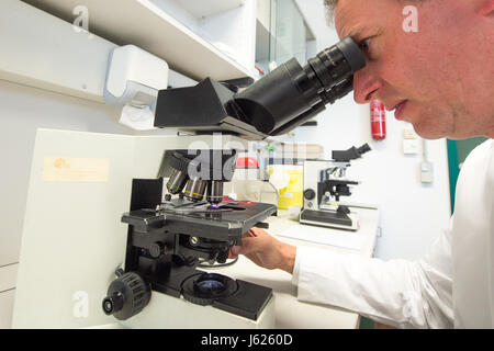 Regensburg, Germania. Decimo Apr, 2017. Wulf Schneider, professore di igiene ospedaliera, guarda attraverso un microscopio presso la clinica universitaria di Regensburg, Germania, 10 aprile 2017. Schneider è la Baviera il primo professore di igiene ospedaliera. Presso la clinica dell'Università di Regensburg egli fornisce una formazione avanzata per i medici e il personale medico, consigli cliniche in Baviera orientale e ricerche organismi multiresistenti. Foto: Armin Weigel/dpa/Alamy Live News Foto Stock