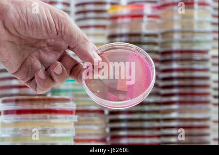 Regensburg, Germania. Decimo Apr, 2017. Immagine di una piastra di petri con batteri gram-negativi prese presso la clinica universitaria di Regensburg, Germania, 10 aprile 2017. Schneider è la Baviera il primo professore di igiene ospedaliera. Presso la clinica dell'Università di Regensburg egli fornisce una formazione avanzata per i medici e il personale medico, consigli cliniche in Baviera orientale e ricerche organismi multiresistenti. Foto: Armin Weigel/dpa/Alamy Live News Foto Stock