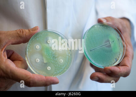 Regensburg, Germania. Decimo Apr, 2017. Foto di capsule di petri con antibiotico piastre di prova con Pseudomonas aeruginosa (verde crescita viscido) prese presso la clinica universitaria di Regensburg, Germania, 10 aprile 2017. Schneider è la Baviera il primo professore di igiene ospedaliera. Presso la clinica dell'Università di Regensburg egli fornisce una formazione avanzata per i medici e il personale medico, consigli cliniche in Baviera orientale e ricerche organismi multiresistenti. Foto: Armin Weigel/dpa/Alamy Live News Foto Stock