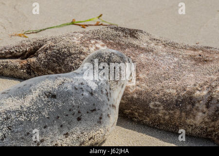 Guarnizione giovane cucciolo infermieri mentre madre sunbathes sulla spiaggia Foto Stock