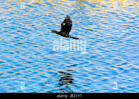 Un cormorano nero uccello volare solo su acque torbide dell'uomo Sagar lago a Jaipur, India Foto Stock