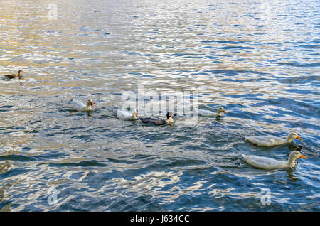 Anatre selvatiche nuotare nel lago Wakatipu, Nuova Zelanda. Foto Stock