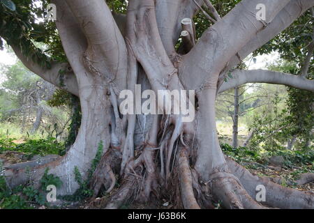 Un enorme albero in un parco in siracuze, SICILIA. possente tronco con un sacco di grandi filiali. Foto Stock