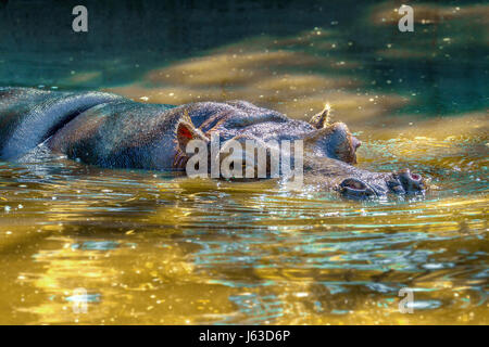 Immagine di un grande mammifero di un animale selvatico, ippopotami in acqua Foto Stock