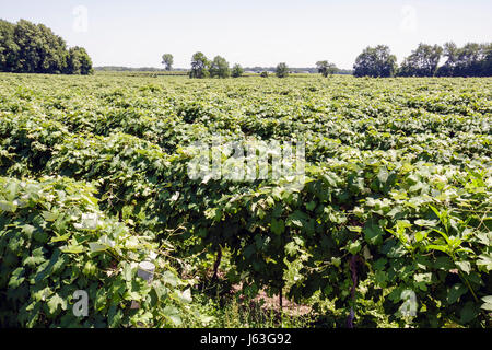 Michigan,MI,Mich,Upper Midwest,Berrien Springs,Domaine Berrien Cellars,vigneto,vigneti,cantina,uva,fattoria,agricoltura,tenuta vino imbottigliato,viticultu Foto Stock