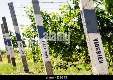 Michigan Berrien Springs,Domaine Berrien Cellars,vigneto cantina,uva,fattoria,azienda vinicola bottiglia vino,viticoltura,piante,post,segno,Viognier,Pinot Gris,Syra Foto Stock