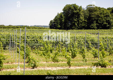 Michigan,MI,Mich,Upper Midwest,Berrien Springs,Domaine Berrien Cellars,vigneto,vigneti,cantina,uva,fattoria,agricoltura,tenuta vino imbottigliato,viticultu Foto Stock