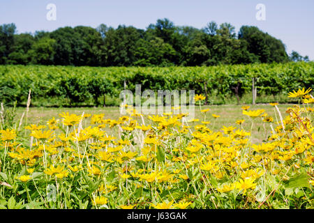 Michigan Berrien Springs,Domaine Berrien Cellars,vigneto cantina,uva,fattoria,azienda vinicola bottiglia vino,viticoltura,piante,giallo fiore selvatico,fiore,viti,MI Foto Stock