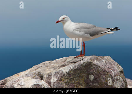 Rosso-fatturati gabbiano (Chroicocephalus novaehollandiae scopulinus) Foto Stock