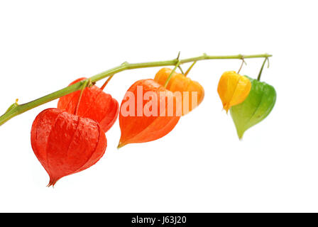 Piante e fiori lanterna cinese brillare rosso brilla luminosa luce della Lucent Technologies sereno Foto Stock