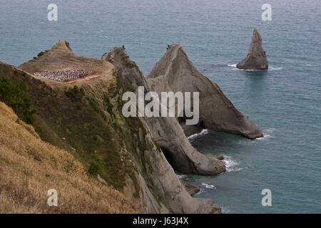 Australasian Gannett, Sula bassana Foto Stock