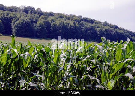 Attraversa la città Michigan, Leelanau Peninsula, mais, agricoltura, fattoria, piante, campo, visitatori viaggio viaggio turismo turistico turismo punto di riferimento cultura Foto Stock