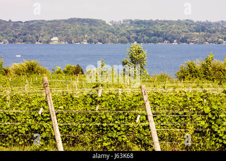 Attraversa la città del Michigan, la penisola di Leelanau, il vigneto e la cantina di Bel Lago, il lago meridionale di Leelanau, le viti, l'uva, il trellis, le piante, la fattoria, la viticoltura, l'acqua, scenico, vie Foto Stock