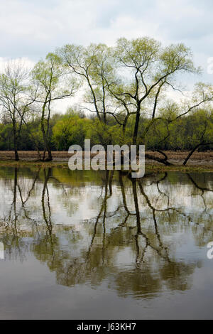 Michigan Saginaw, Johnny Panther quest, fiume Saginaw, Cass, Tittabawasse, Shiawassee National Wildlife Refuge, tour in barca natura, eco turismo, albero salice, orecchio Foto Stock