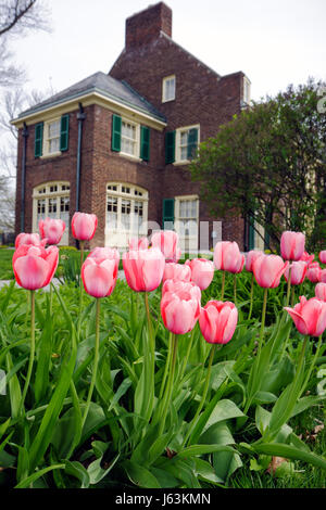 Michigan Saginaw, Montague Inn, Bed & Breakfast, Inn storico, Lago di Linton, Saginaw River, primavera precoce, giardino, fiore, tulipani, bulbo pianta, steli, rosa, Georgi Foto Stock