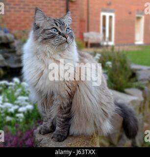 Adulto gatto Ragdoll seduti all'aperto ritratto Foto Stock