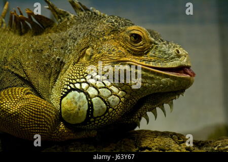 Iguana verde macro close-up di ammissione macro vista ravvicinata del rettile lucertola Foto Stock