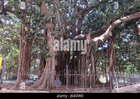 Un banyan, anche ortografato 'banian' è una figura che inizia la sua vita come un epifite. enorme banyan tree in un parco a Palermo, sicilia. Foto Stock