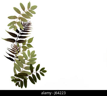 Composizione astratta fatta di estratto secco di fiori pressati e foglie su sfondo bianco Foto Stock