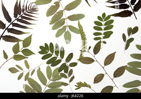 Composizione astratta fatta di estratto secco di fiori pressati e foglie su sfondo bianco Foto Stock