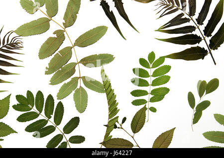 Composizione astratta fatta di estratto secco di fiori pressati e foglie su sfondo bianco Foto Stock