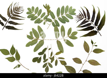 Composizione astratta fatta di estratto secco di fiori pressati e foglie su sfondo bianco Foto Stock