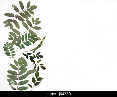 Composizione astratta fatta di estratto secco di fiori pressati e foglie su sfondo bianco Foto Stock