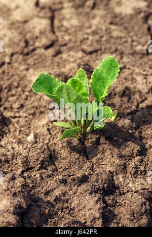 I giovani di barbabietole da zucchero impianto nel campo, terra asciutta con incrinature Foto Stock