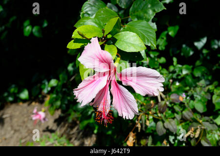 Ibisco rosa in fiore, Nuovo Galles del Sud, NSW, Australia Foto Stock