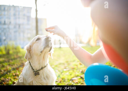 Formazione donna labrador in posizione di parcheggio Foto Stock