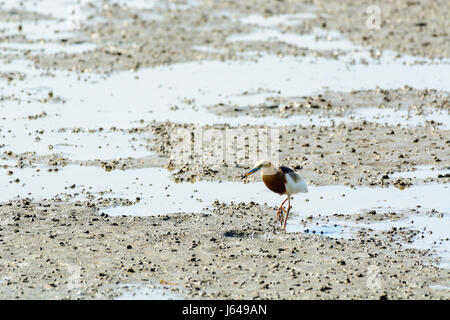 Laghetto cinese Heron Ardeola Bacco passeggiate sulla spiaggia. Al tempo di mare Foto Stock