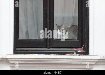 Un gatto, belieievd appartenere a Julian Assange alla finestra dell'Ambasciata ecuadoriana a Londra dopo la Svezia direttore della pubblica accusa, Marianne Ny, ha deciso di interrompere le indagini contro il fondatore di WikiLeaks. Foto Stock