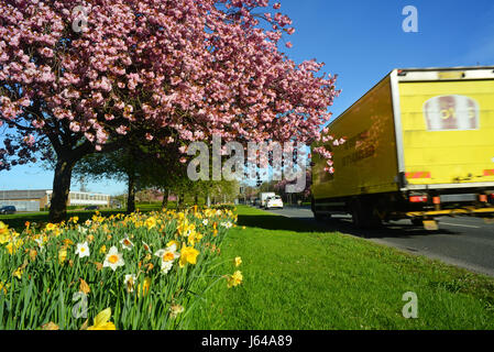 Autocarro passando strada narcisi e fiori di ciliegio alberi leeds Yorkshire Regno Unito Foto Stock