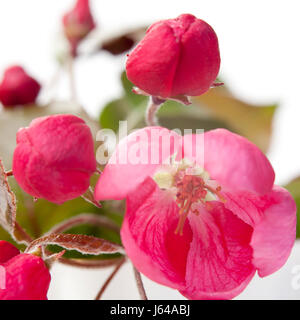 Fiori di un Apple-tree di Nedzvetsky (Malus niedzwetzkyana Dieck) nel cappuccio Foto Stock