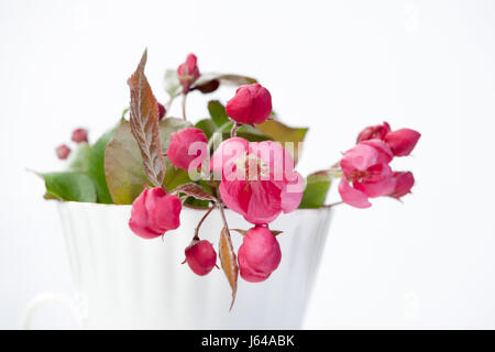 Fiori di un Apple-tree di Nedzvetsky (Malus niedzwetzkyana Dieck) nel cappuccio Foto Stock