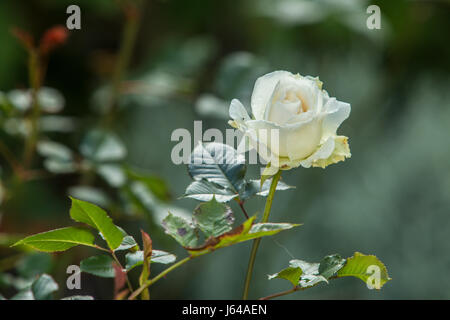 Rose Margarel Merril, fortemente profumato fragrante ripetere la fioritura rosa bianca Foto Stock