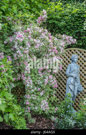 Weigela Florida variegata, un alto 2 metri arbusto alto con masse di fioriture di rosa, accanto a un traliccio e piccolo giardino statua. Foto Stock