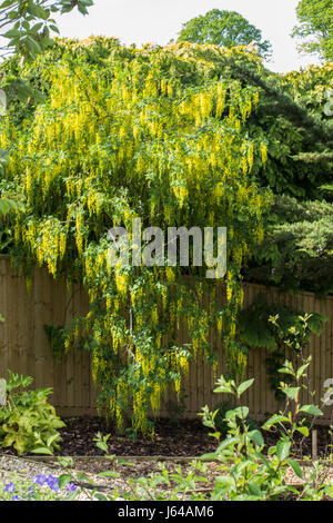 Il maggiociondolo alpinum, il maggiociondolo alpino, struttura della catena Golden Tree, proveniente in fiore. Foto Stock