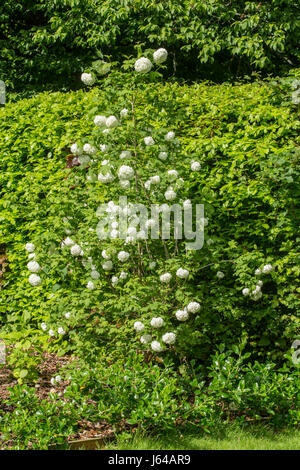 Viburnum opulus roseum, snowball tree, in piena fioritura. Foto Stock