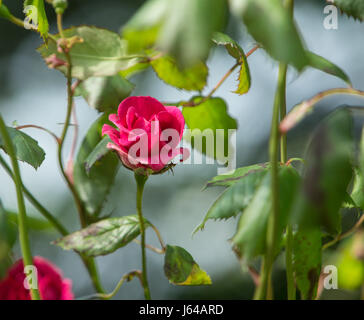 Rosso rosa rampicante Ena Harkness, Foto Stock