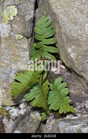 Comune (Polypody Polypodium vulgare) crescente nella cricca di un asciutto muro di pietra Foto Stock
