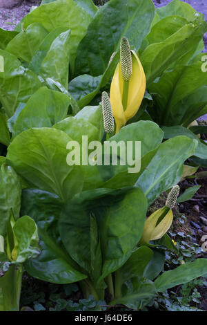 Americano di Skunk cavolo (Lysichiton americanus) Foto Stock