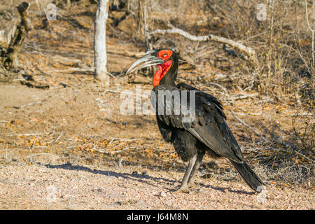 Massa meridionale hornbill nel parco nazionale di Kruger, Sud Africa ; Specie Bucorvus leadbeateri famiglia di Bucerotidae Foto Stock